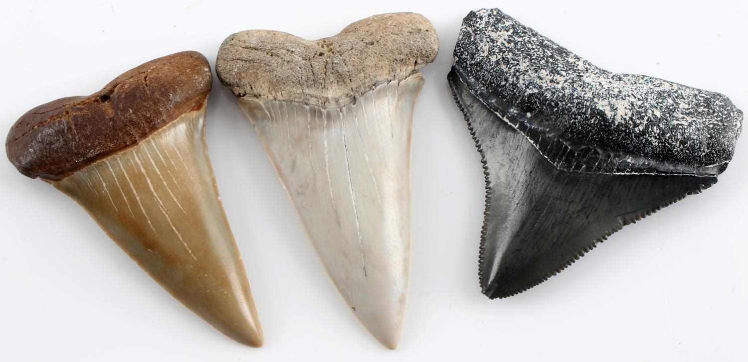 LOT OF 6 PREHISTORIC BABY SHARK MEGALODON TOOTH