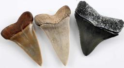 LOT OF 6 PREHISTORIC BABY SHARK MEGALODON TOOTH