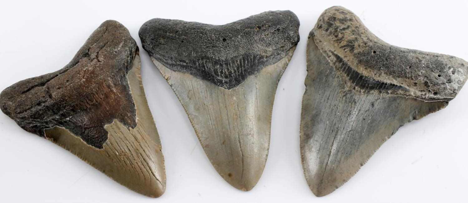 LOT OF 6 PREHISTORIC BABY SHARK MEGALODON TOOTH