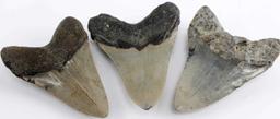 LOT OF 6 PREHISTORIC BABY SHARK MEGALODON TOOTH