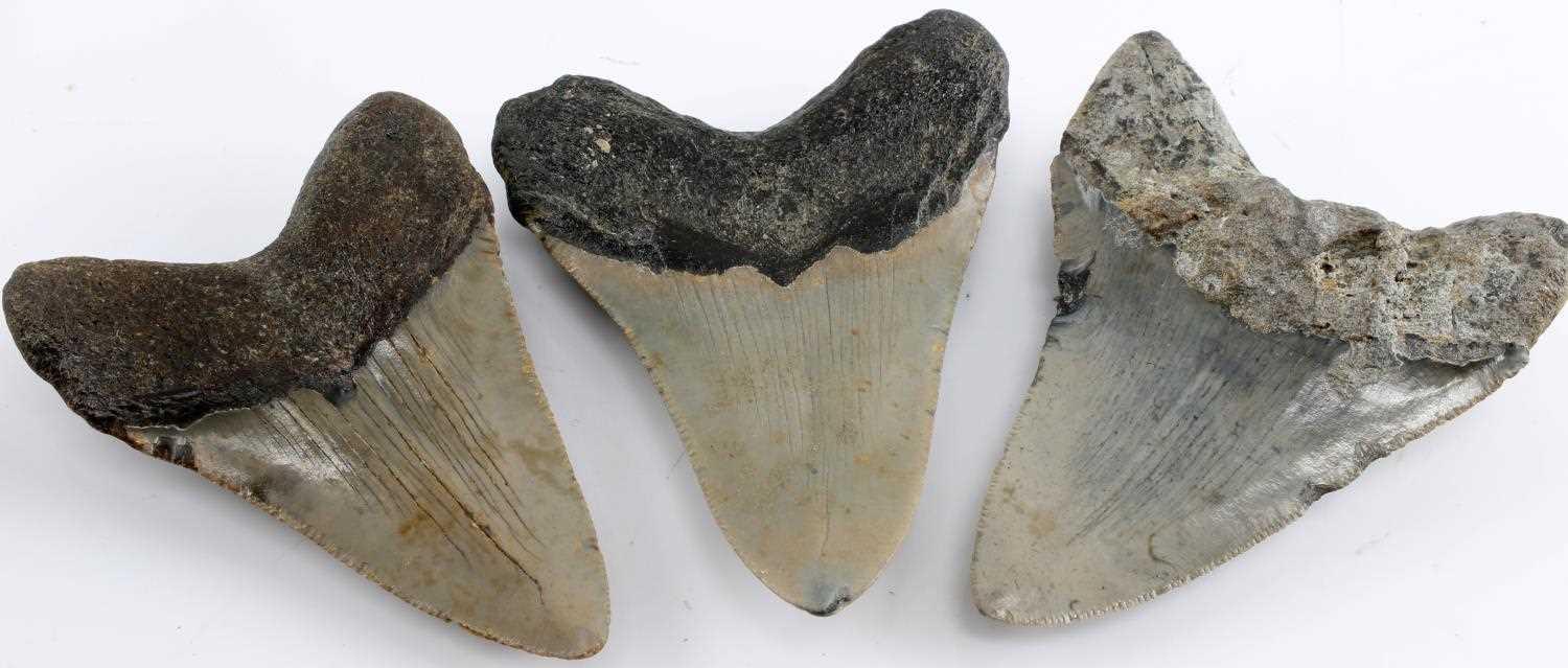 LOT OF 6 PREHISTORIC BABY SHARK MEGALODON TOOTH