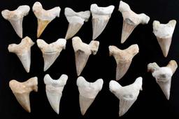 LOT OF 15 PREHISTORIC MEGALODON SHARK TOOTH