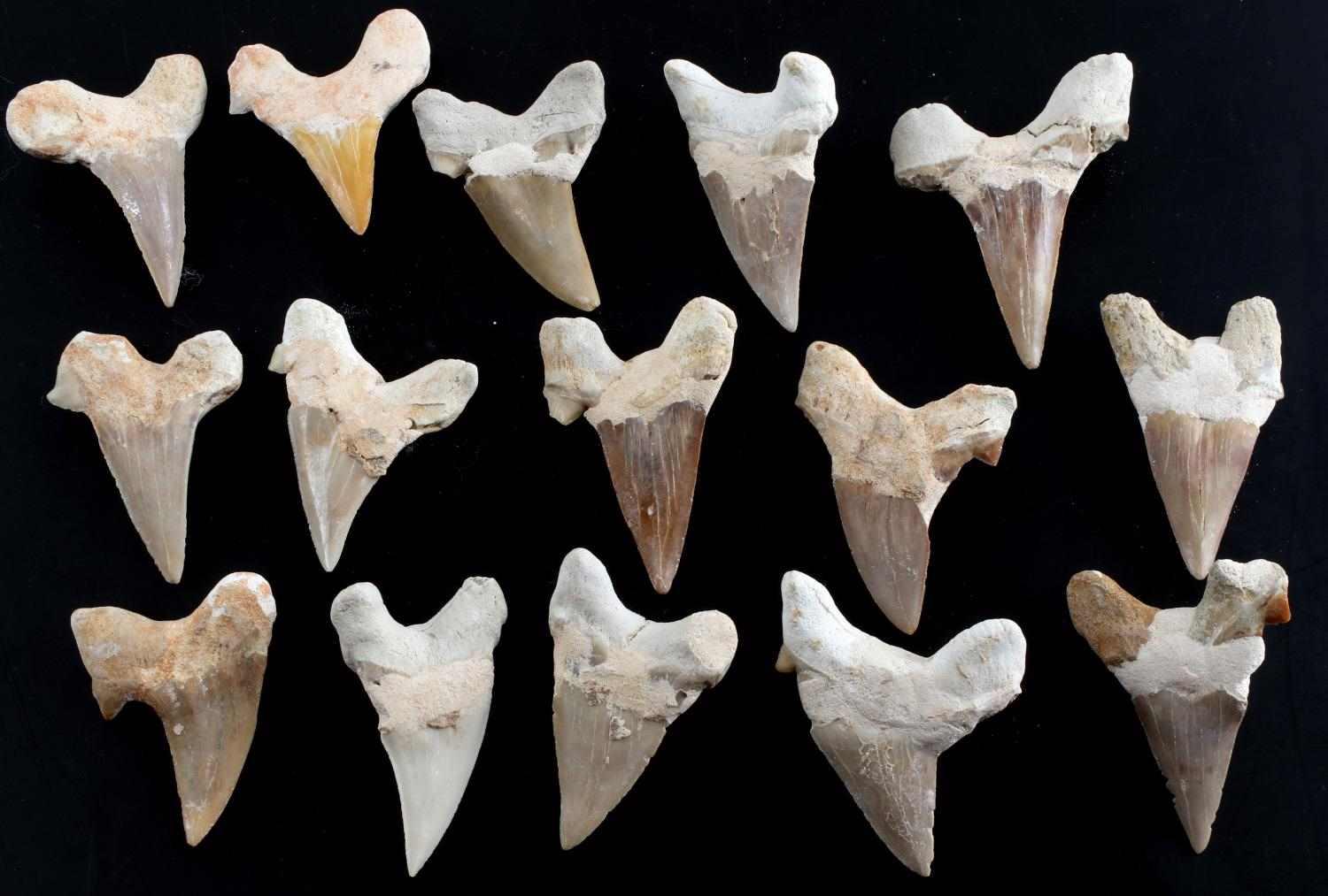 LOT OF 15 PREHISTORIC MEGALODON SHARK TOOTH