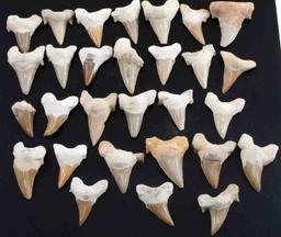 CALCIFIED MEGALADON SHARK TOOTH LOT OF 29