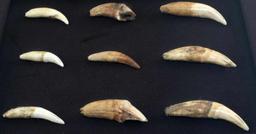 PREHISTORIC FOSSIL CAVE BEAR TEETH IN DISPLAY