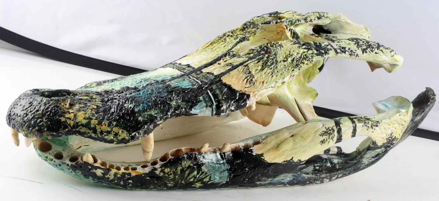 FLORIDA  NATURAL LANDSCAPE ON ALLIGATOR SKULL