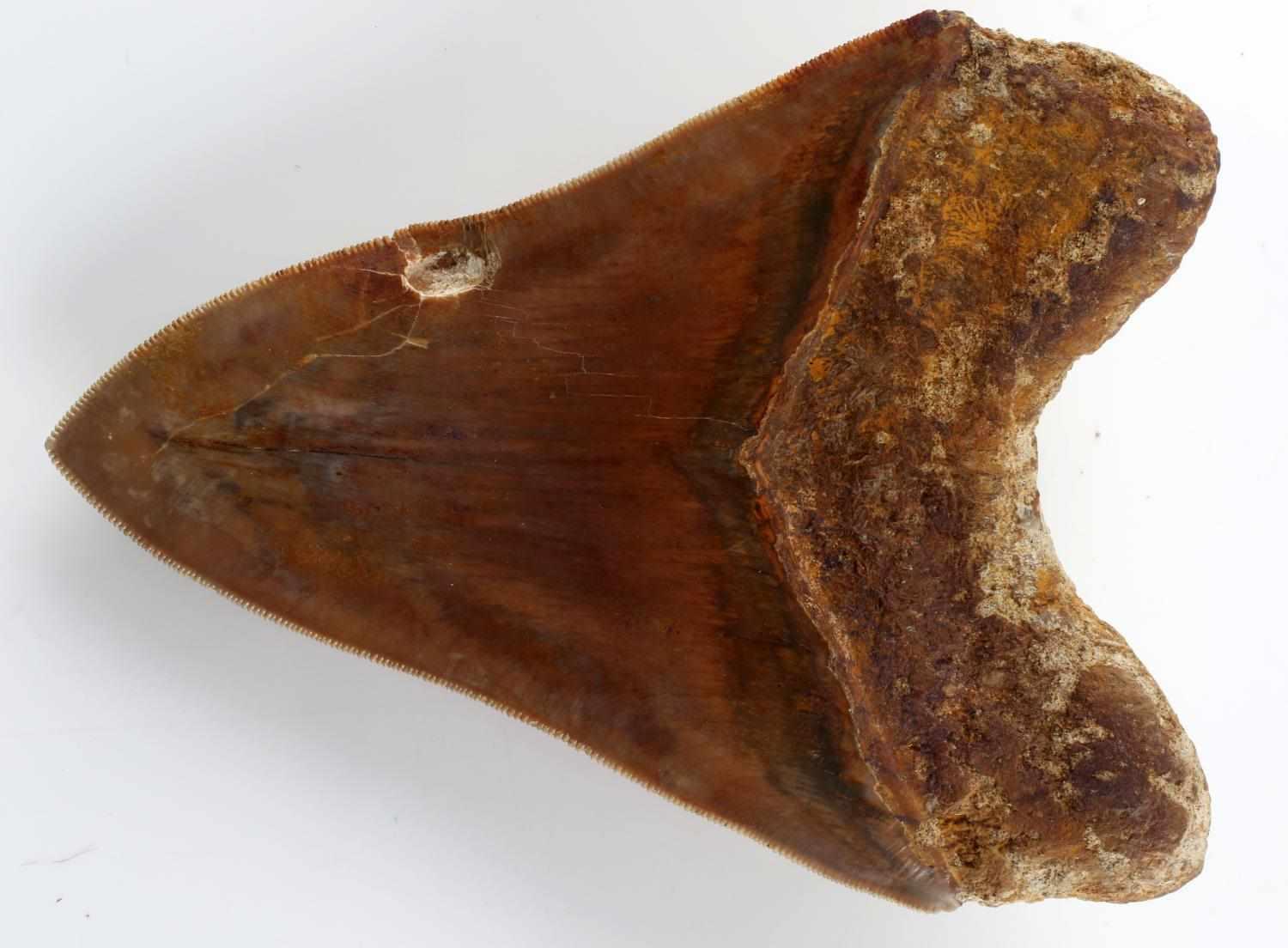 5 1/2 INCH FOSSIL MEGALODON SHARK TOOTH