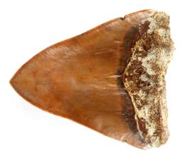 5 INCH FOSSIL MEGALODON SHARK TOOTH