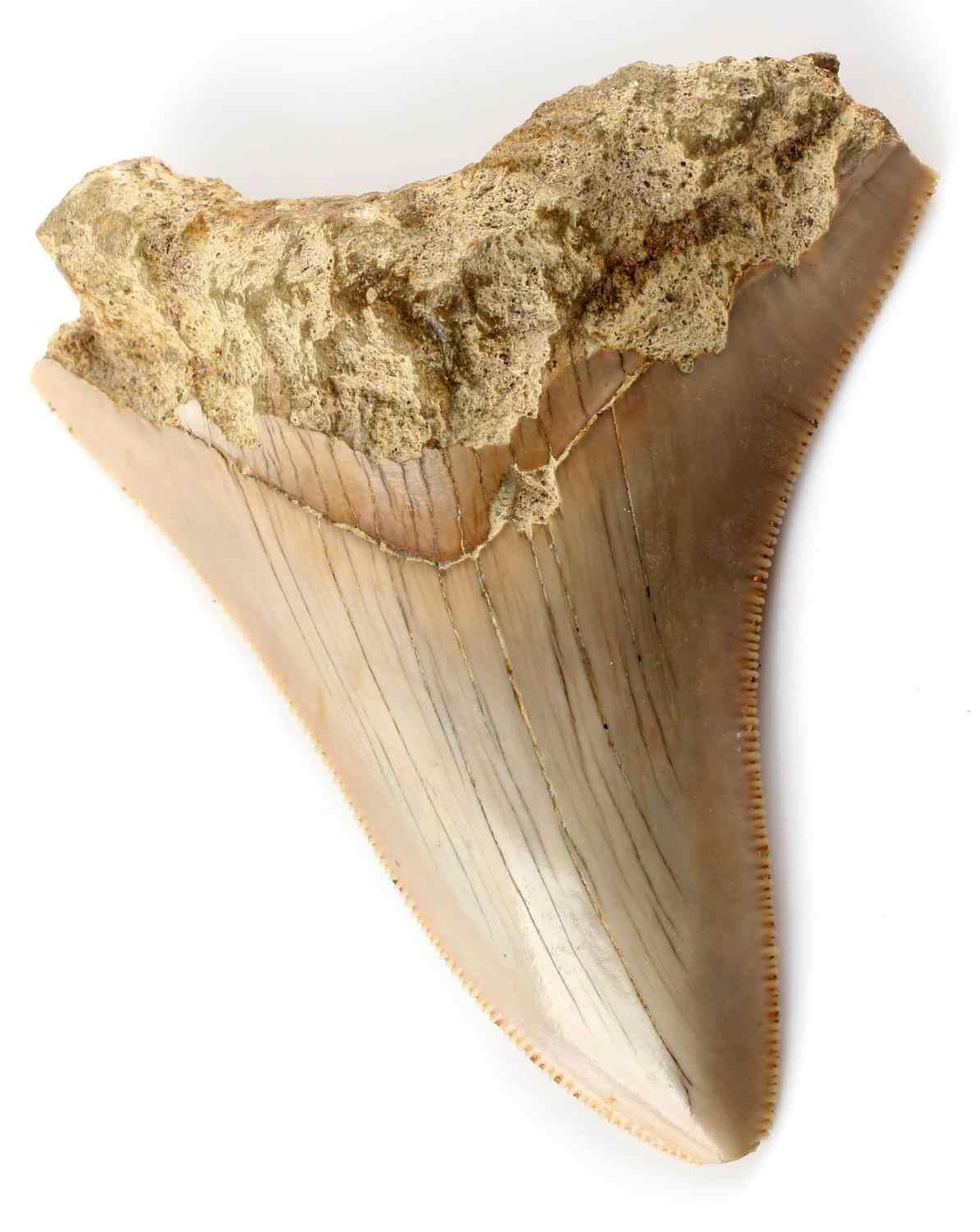 3 INCH FOSSIL MEGALODON SHARK TOOTH