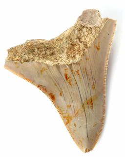 3 INCH FOSSIL MEGALODON SHARK TOOTH