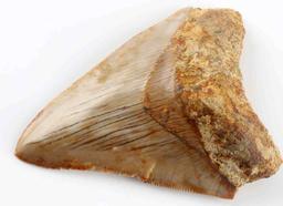 3 1/2 INCH FOSSIL MEGALODON SHARK TOOTH