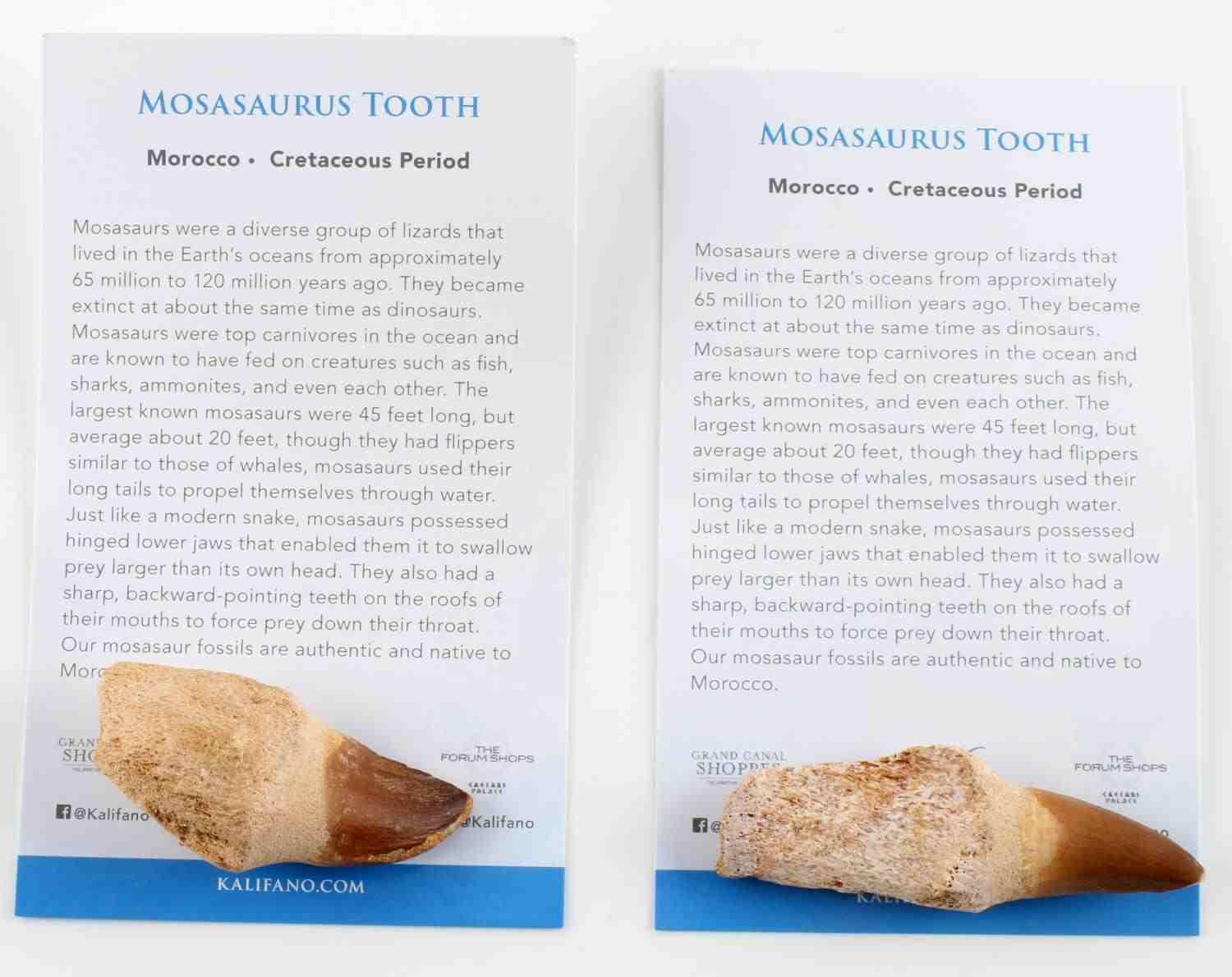 LOT OF 2 MOSASAURUS DINOSAUR FOSSIL TEETH W COA