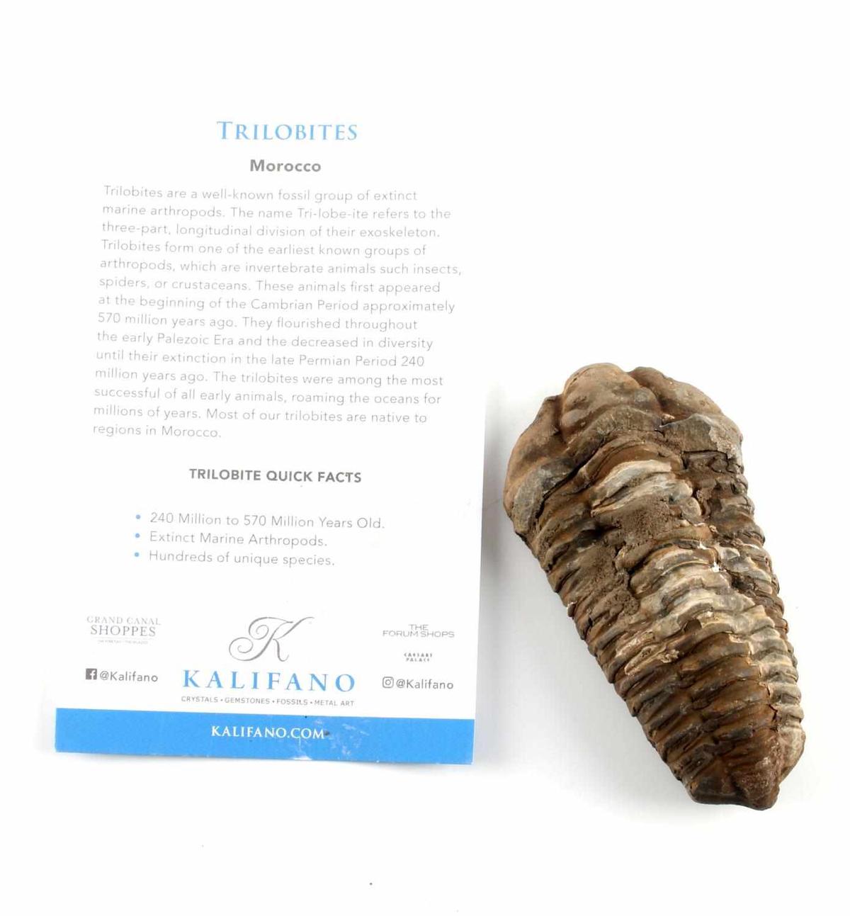 TRILOBITE MARINE ANTHROPOD FOSSIL SPECIMEN