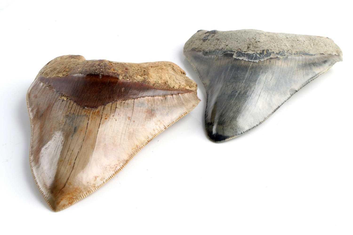 2 MEGALODON SHARK TEETH 5 1/4 & 4 1/2 INCHE