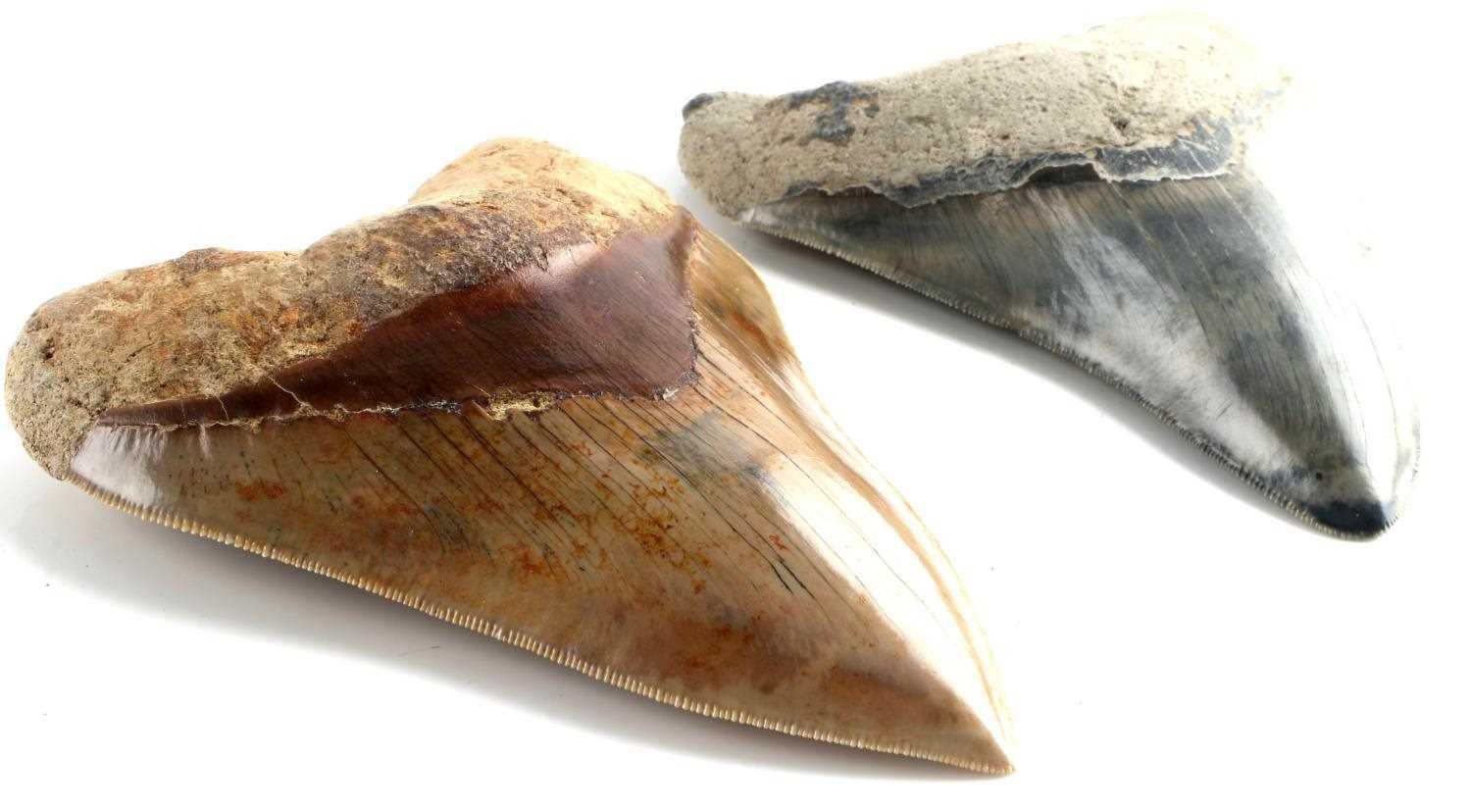 2 MEGALODON SHARK TEETH 5 1/4 & 4 1/2 INCHE