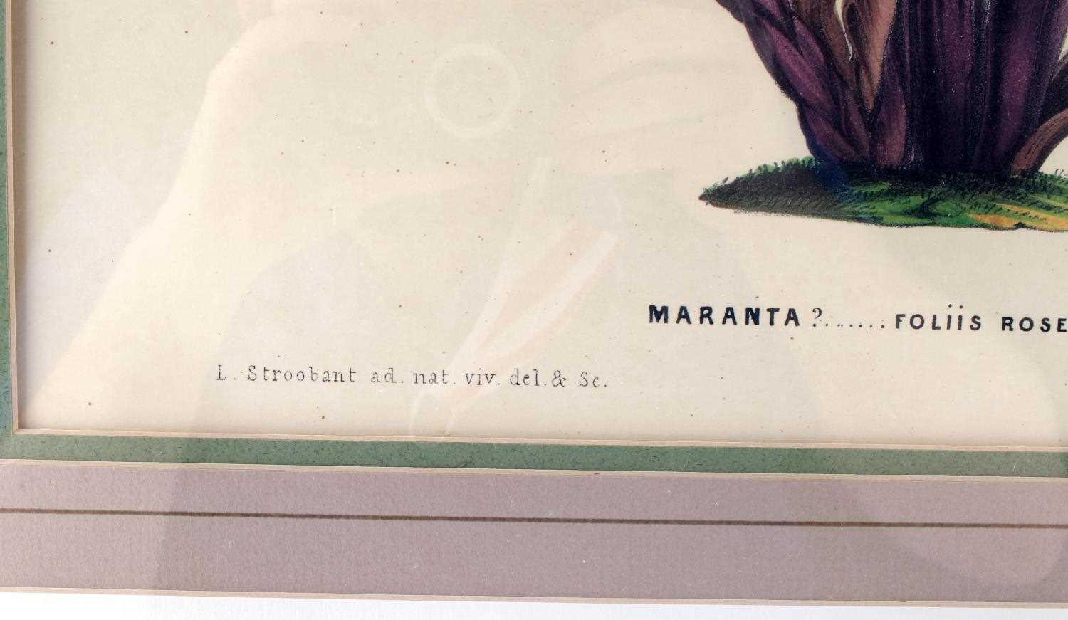 VINTAGE BOTANICAL OFFSET LITHOGRAPH MARANTA PLANT