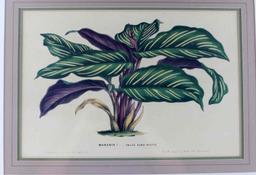 VINTAGE BOTANICAL OFFSET LITHOGRAPH MARANTA PLANT