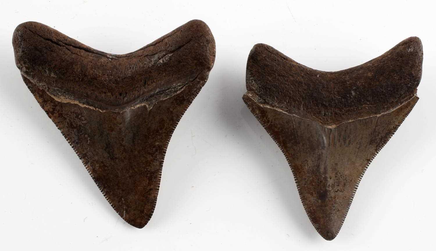 2 FOSSILIZED MEGALODON SHARKS TEETH