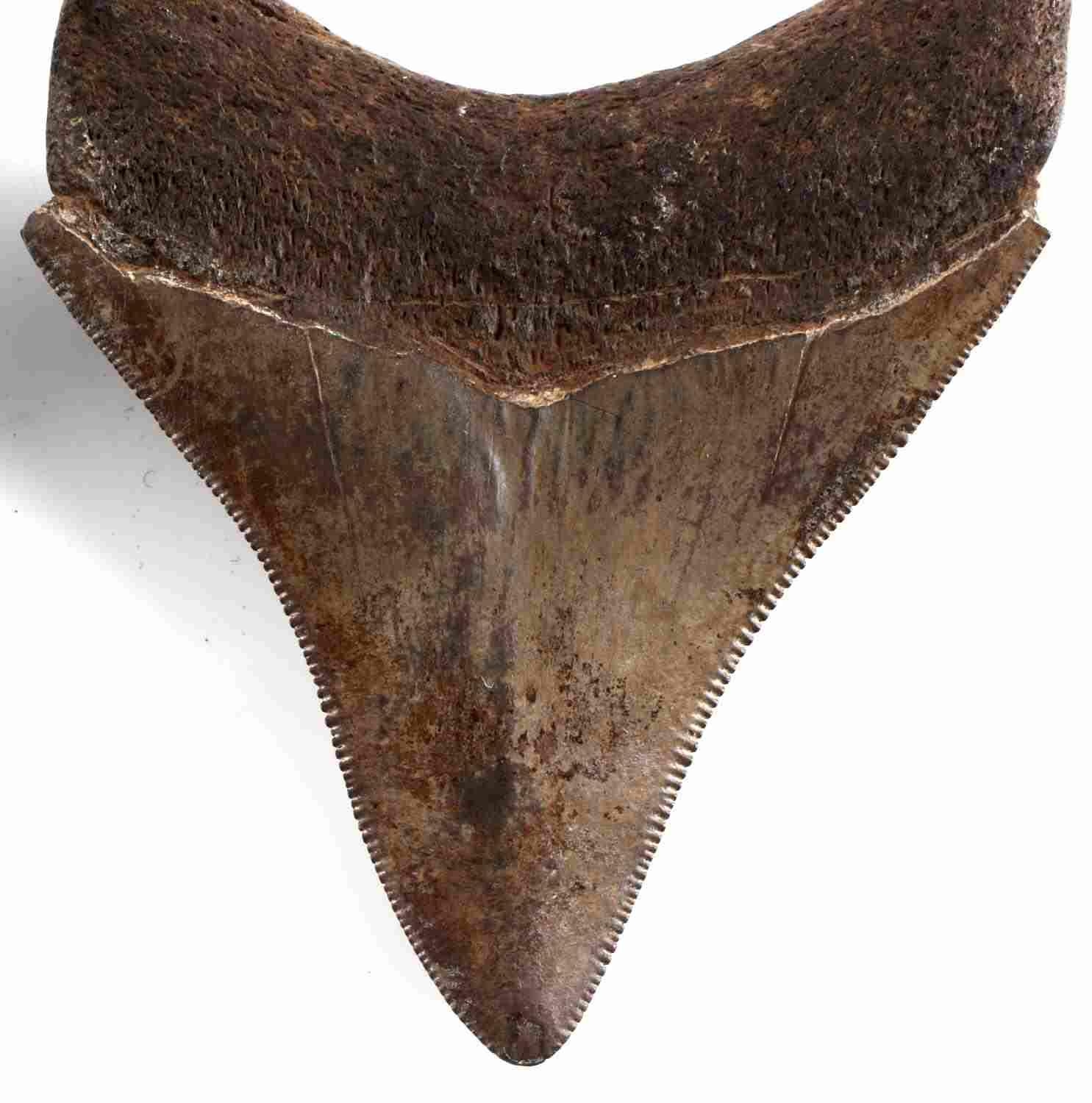 2 FOSSILIZED MEGALODON SHARKS TEETH