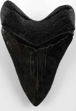 4.5 INCH FOSSIL MEGALODON SHARK TOOTH