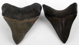 2 LARGE MEGALODON FOSSIL SHARK TOOTH LOT