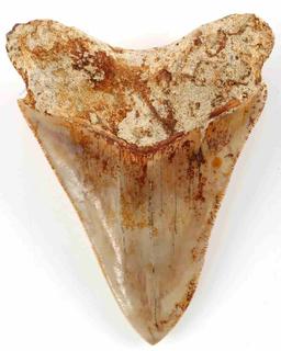 5 INCH FOSSIL MEGALODON SHARK TOOTH