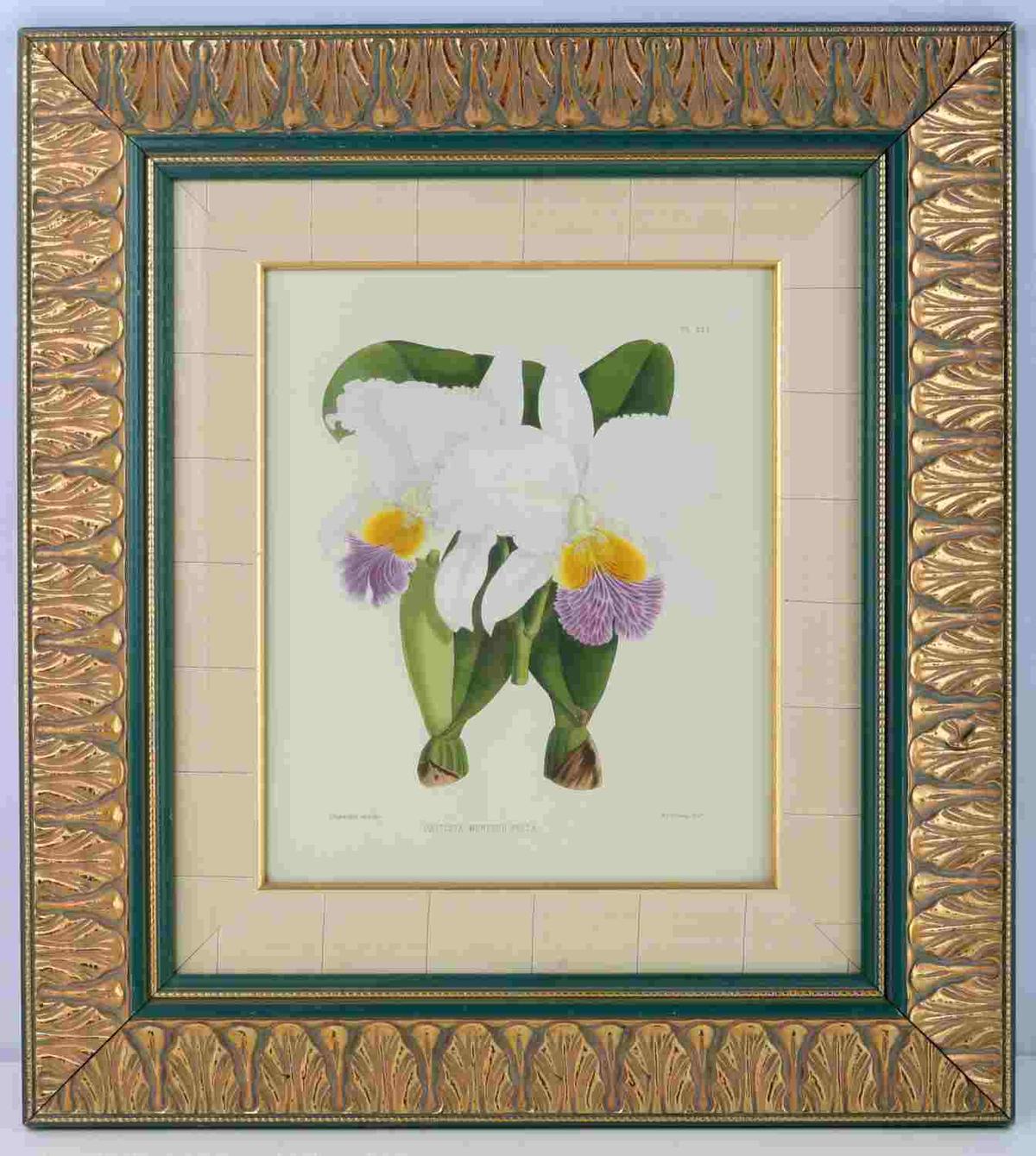 BOMBAY PRIVATE COLLECTION ORCHID PRINT JOHN FITCH