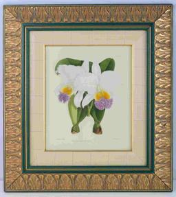 BOMBAY PRIVATE COLLECTION ORCHID PRINT JOHN FITCH