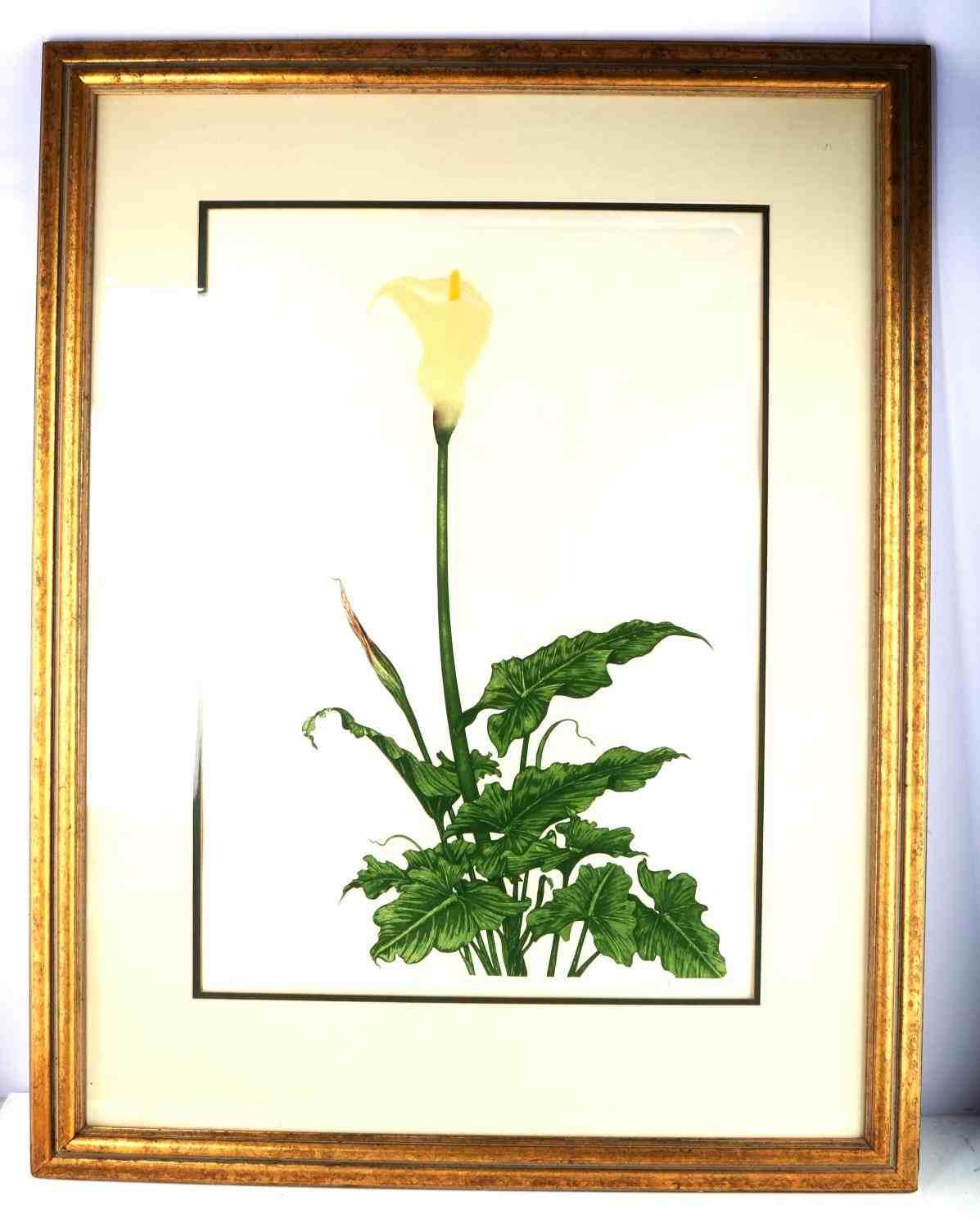 SIGNED ARNOLD IGER LITHOGRAPH "CALLA LILY" FRAMED