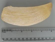 ANTIQUE SPERM WHALE TOOTH SCRIMSHAW 5 1/4 INCHES