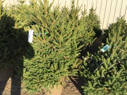 5-meyers spruce potted trees (5x times the money)