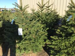 5-meyers spruce potted trees (5x times the money)