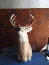 DEER MOUNT  33"