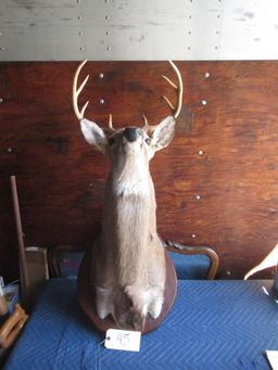 DEER MOUNT  34"