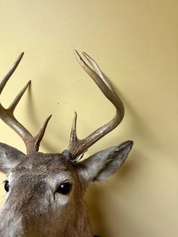 Taxidermy Whitetail Deer mount