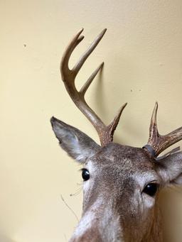 Taxidermy Whitetail Deer mount