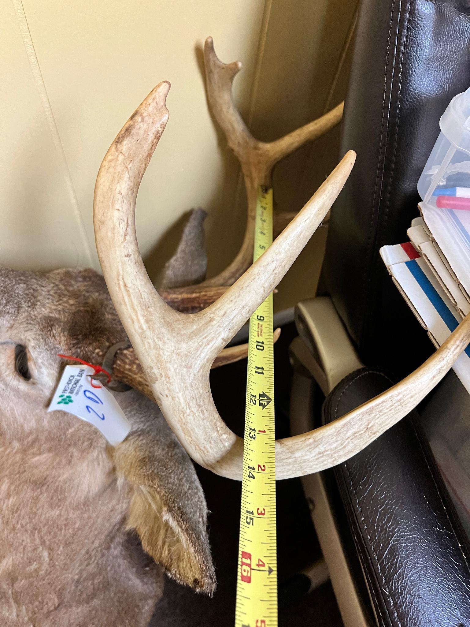 Taxidermy Whitetail Deer mount