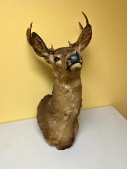 Taxidermy Whitetail Deer mount