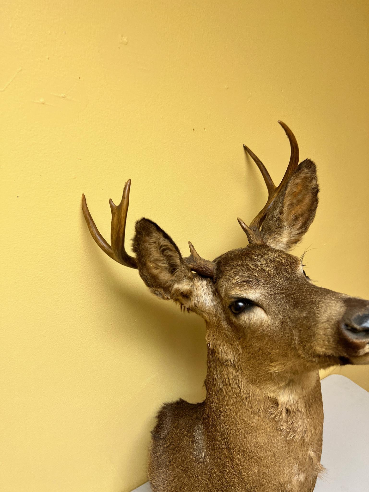 Taxidermy Whitetail Deer mount