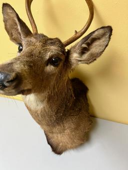 Taxidermy Whitetail Deer mount