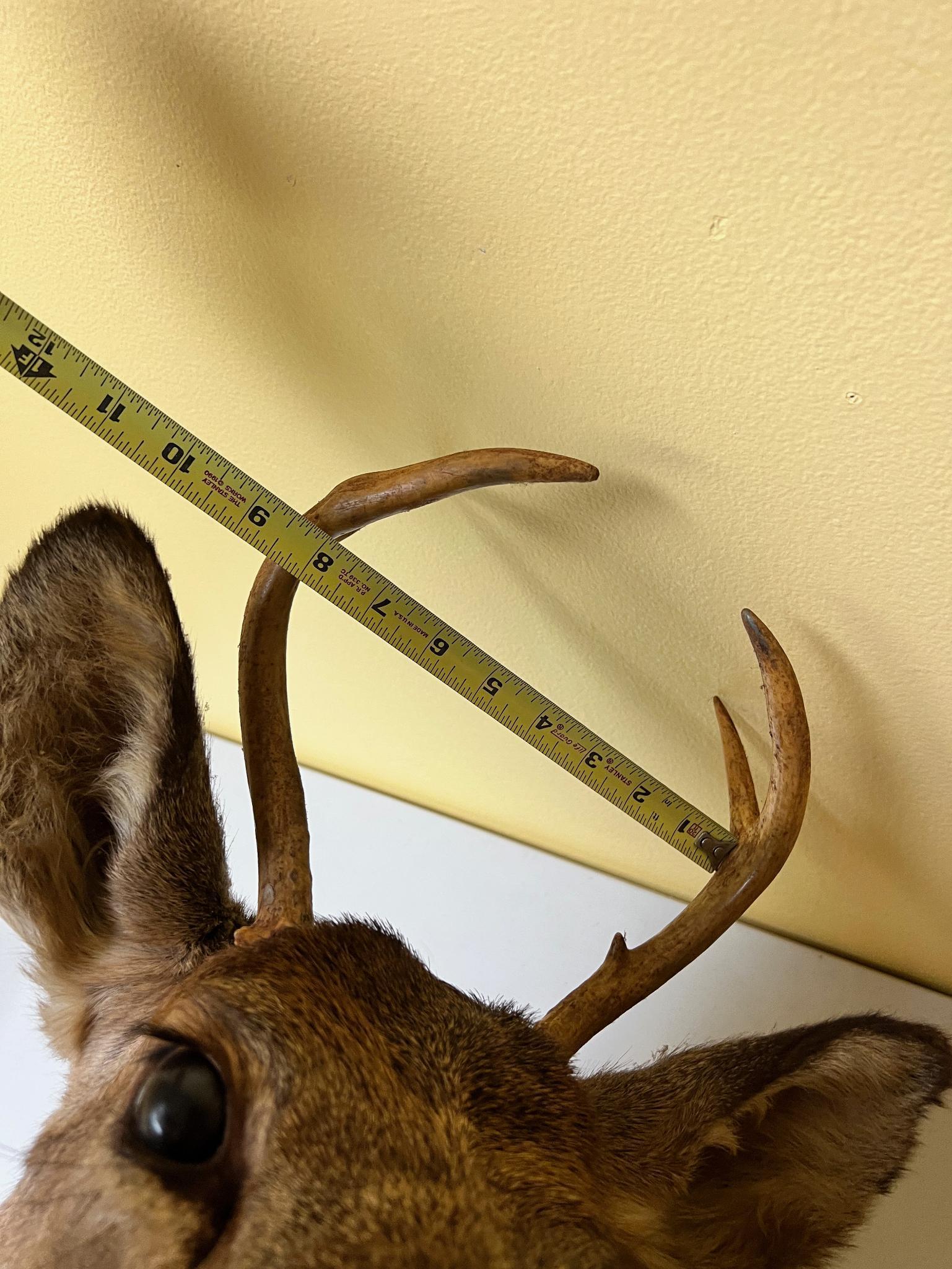 Taxidermy Whitetail Deer mount