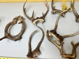 HUGE lot of assorted antlers, with skull plates, see all pics