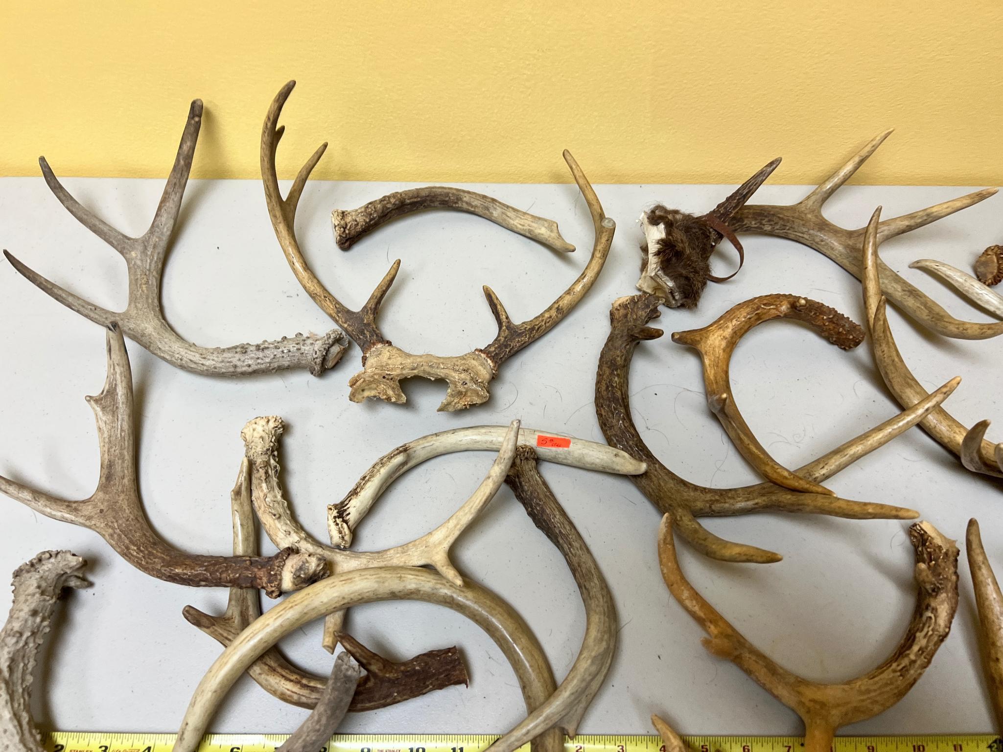 HUGE lot of assorted antlers, some have been cut or broke, see all pics