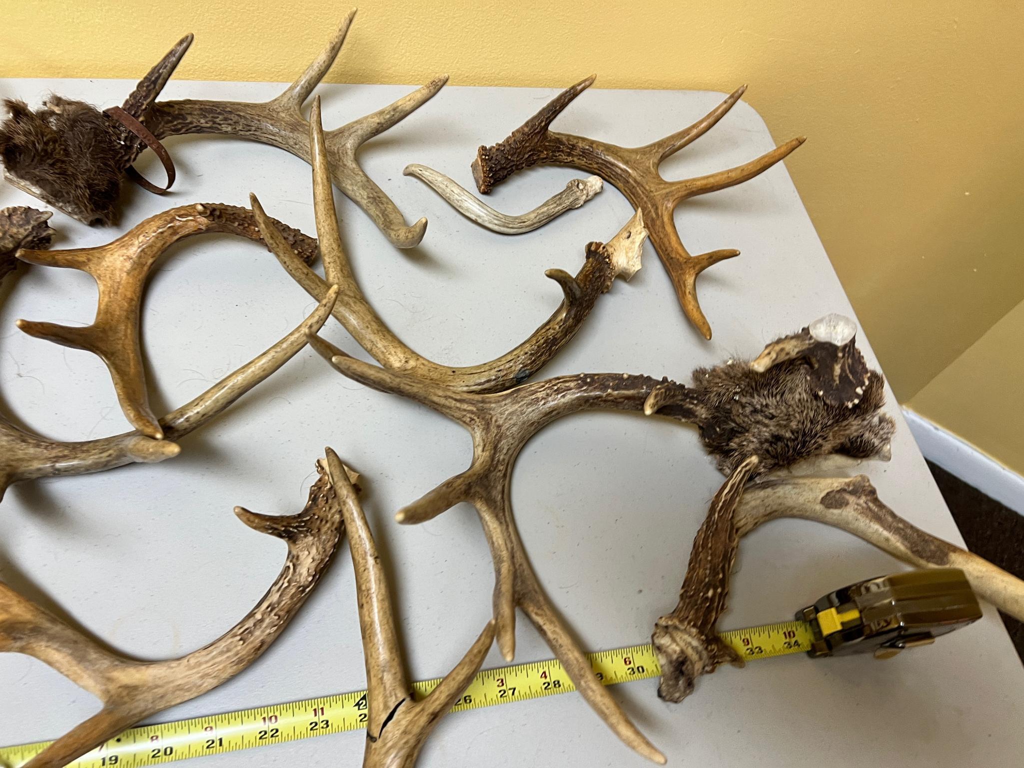 HUGE lot of assorted antlers, some have been cut or broke, see all pics