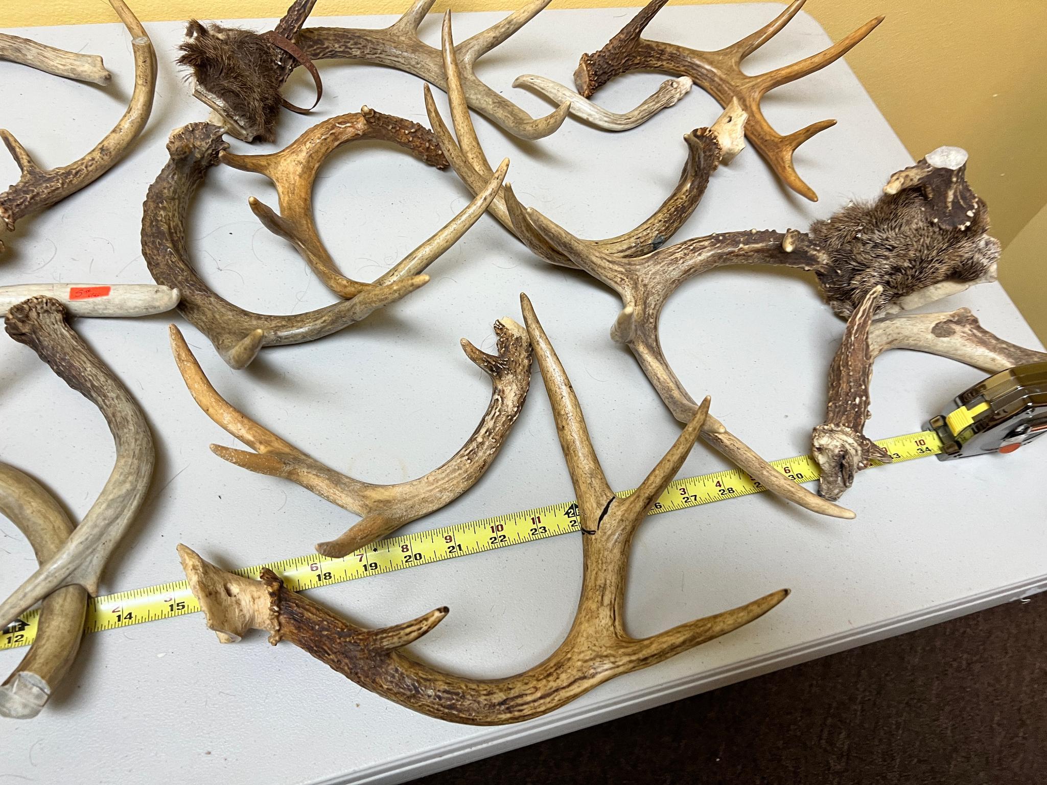 HUGE lot of assorted antlers, some have been cut or broke, see all pics