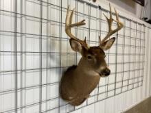 Trophy Whitetail Buck Shoulder Mount 14" Class 11 Point