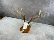 Trophy Whitetail European Skull Mount 11 Point 20 3/4 Wide