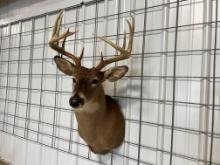 Trophy Ohio Whitetail Buck Shoulder Mount 145 Class 12 Point