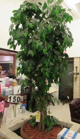silk ficus tree in pot  54" h