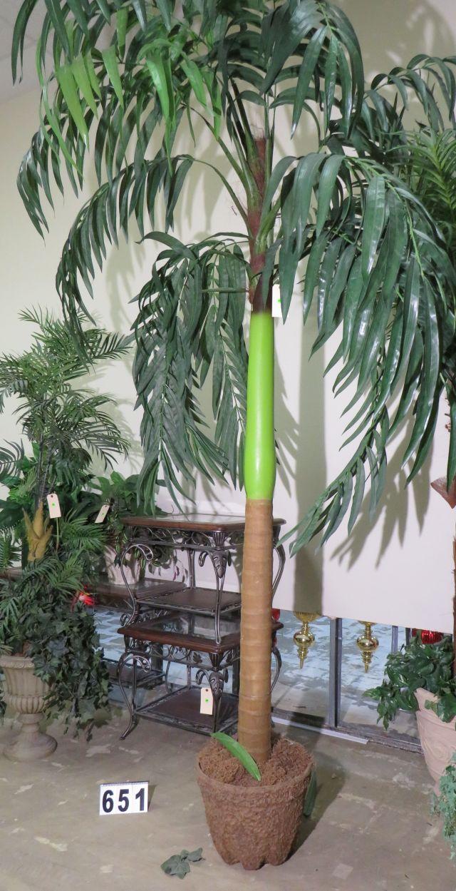 10' Palm Tree in plastic pot